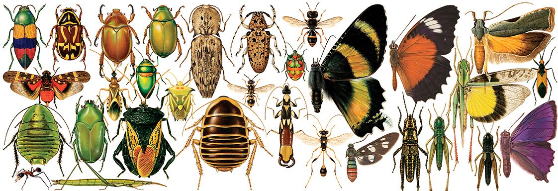 Any one fancy swaping insects from around the world via the post? #insects #moths #wildlife #entomology #Butterflies #beetle #spiders #