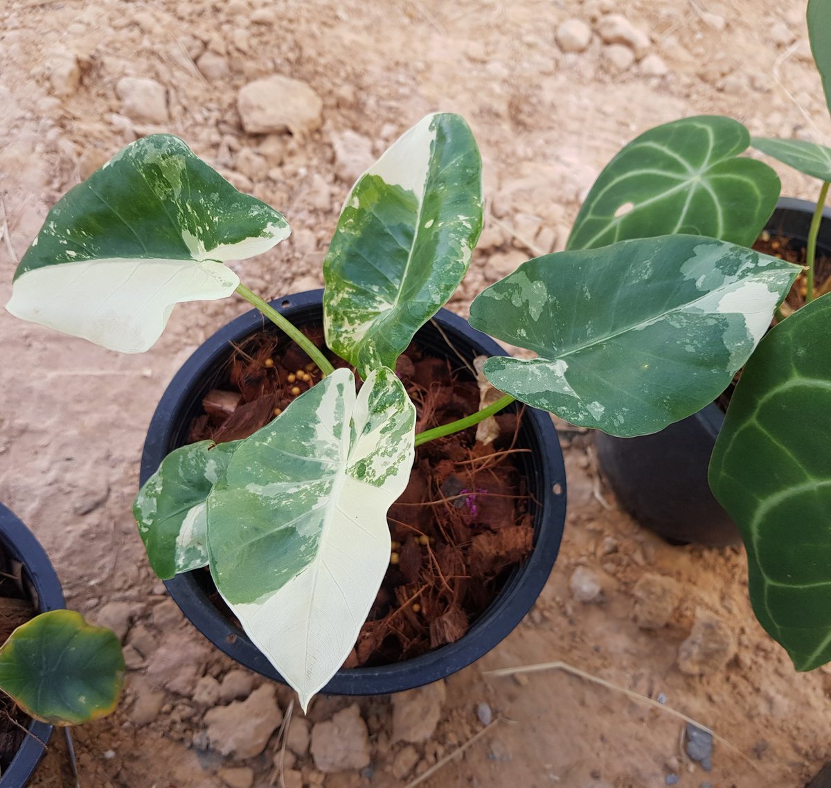 sinpoonpol's tweet photo. Alocasia macrorrhizos variegated
#sinpoonpolgarden #sirikulorchids #อโลคาเซีย #alocasia #aroideae #araceae https://t.co/YQCVLpZvqg