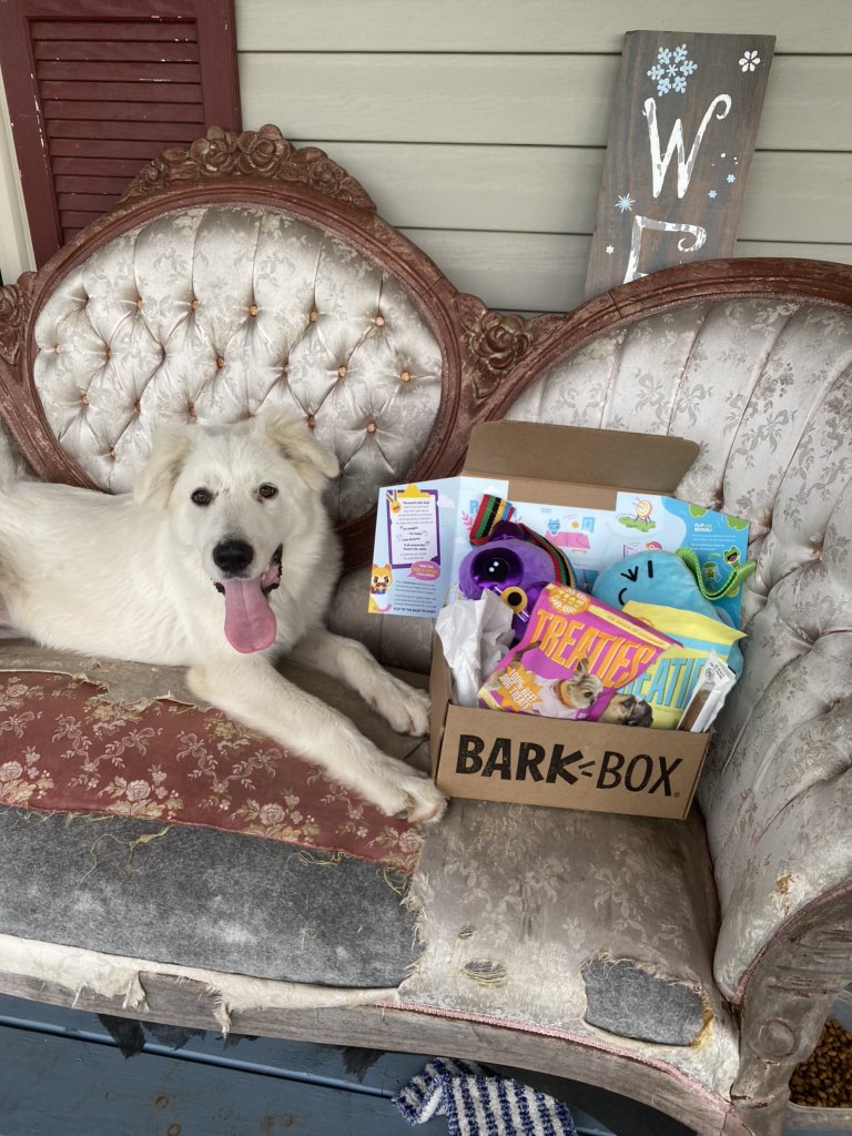 ItsTay_T's tweet photo. Lol @barkbox sponsor us. Look at this sweet baby. https://t.co/f4WBFXYxqu