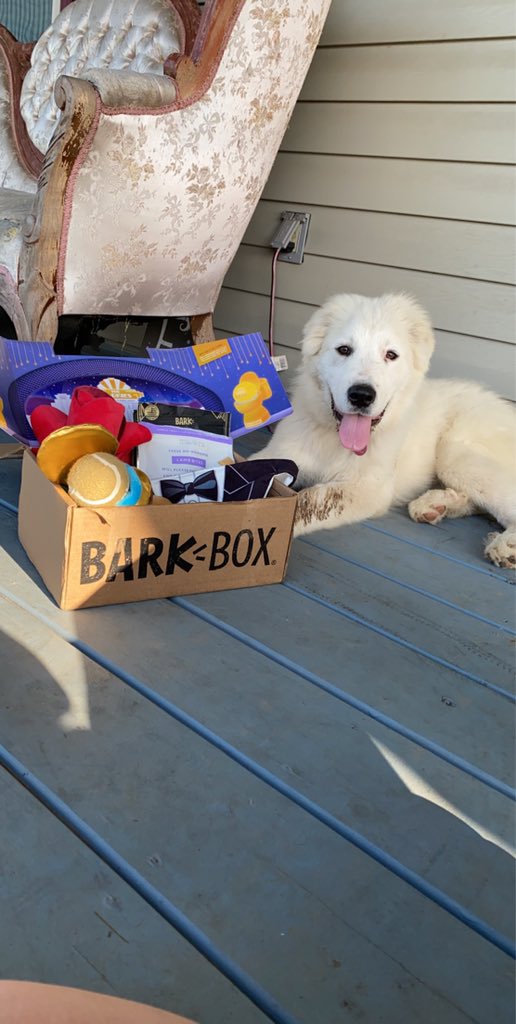ItsTay_T's tweet photo. Lol @barkbox sponsor us. Look at this sweet baby. https://t.co/f4WBFXYxqu