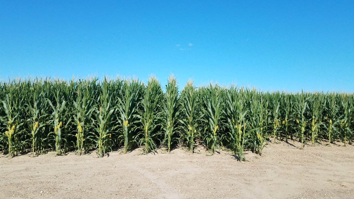 Fr_gt_1's tweet image. Southeast Illinois still-life #StateMap #isgs