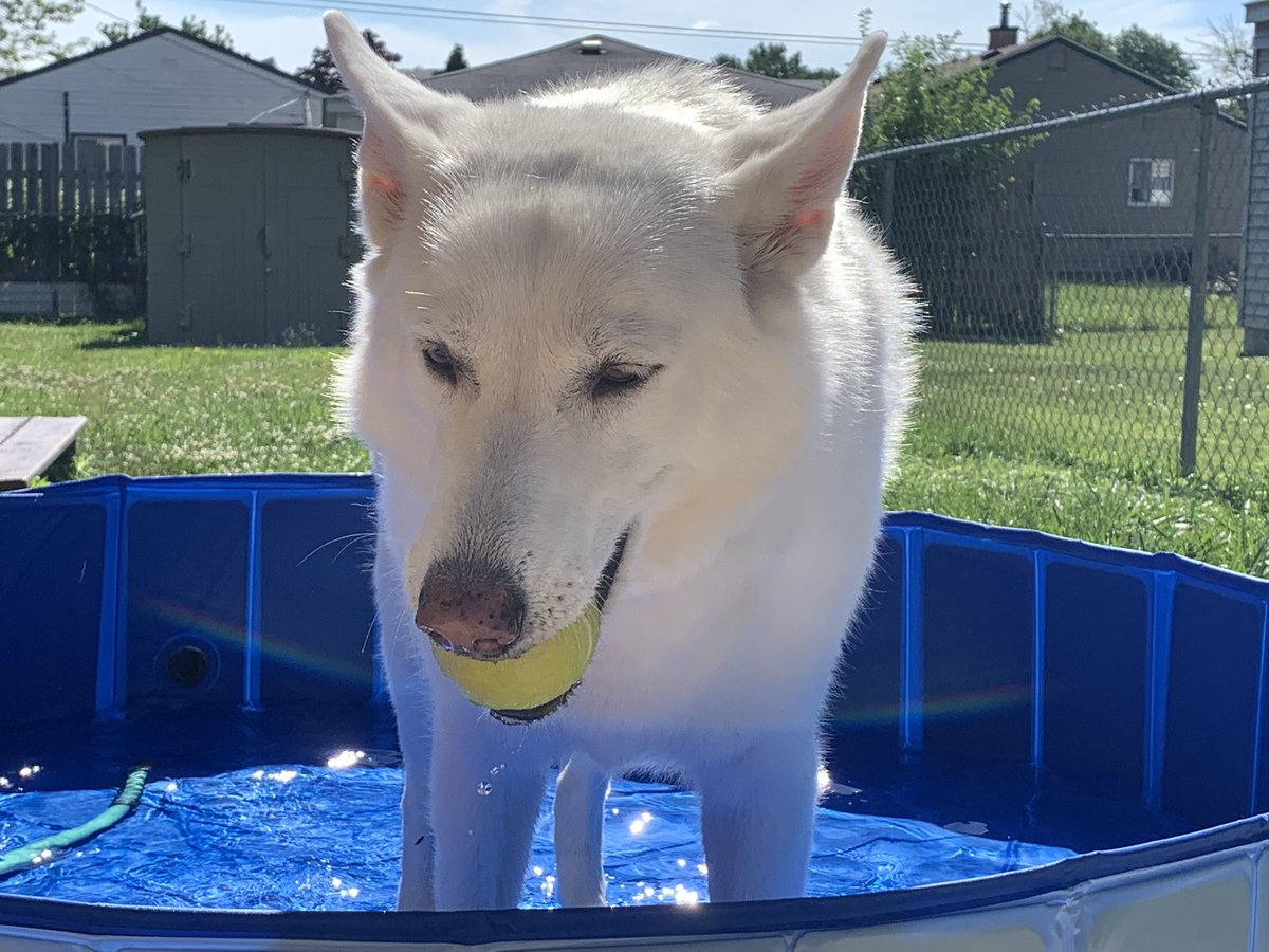 PucksZelda's tweet photo. Dad doesn’t manage my social media good. I got new pool Dis weekend. Dis also my bol. https://t.co/y6z1BkvFCF