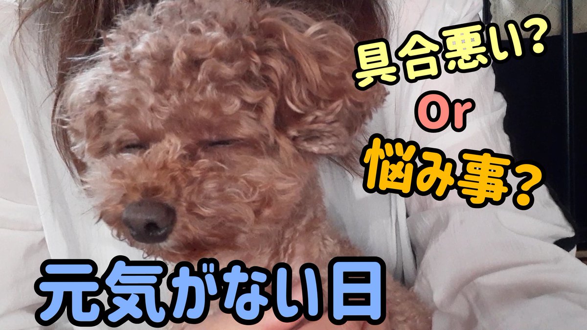 トイプードルのルーク A8wvnl1a2lie9 Twitter