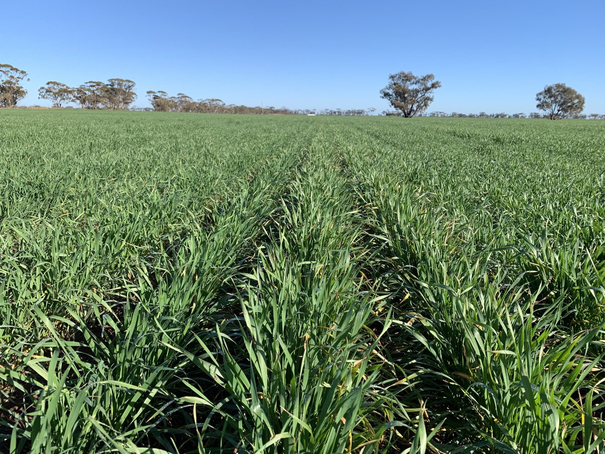 rick_rundell's tweet photo. Mid April sown #knighthawk central Mallee.  Dilemma of harvesting vetch for seed many years ago. Now not a pulse pdk!  #keepsoncoming https://t.co/0Fct7eCw2c