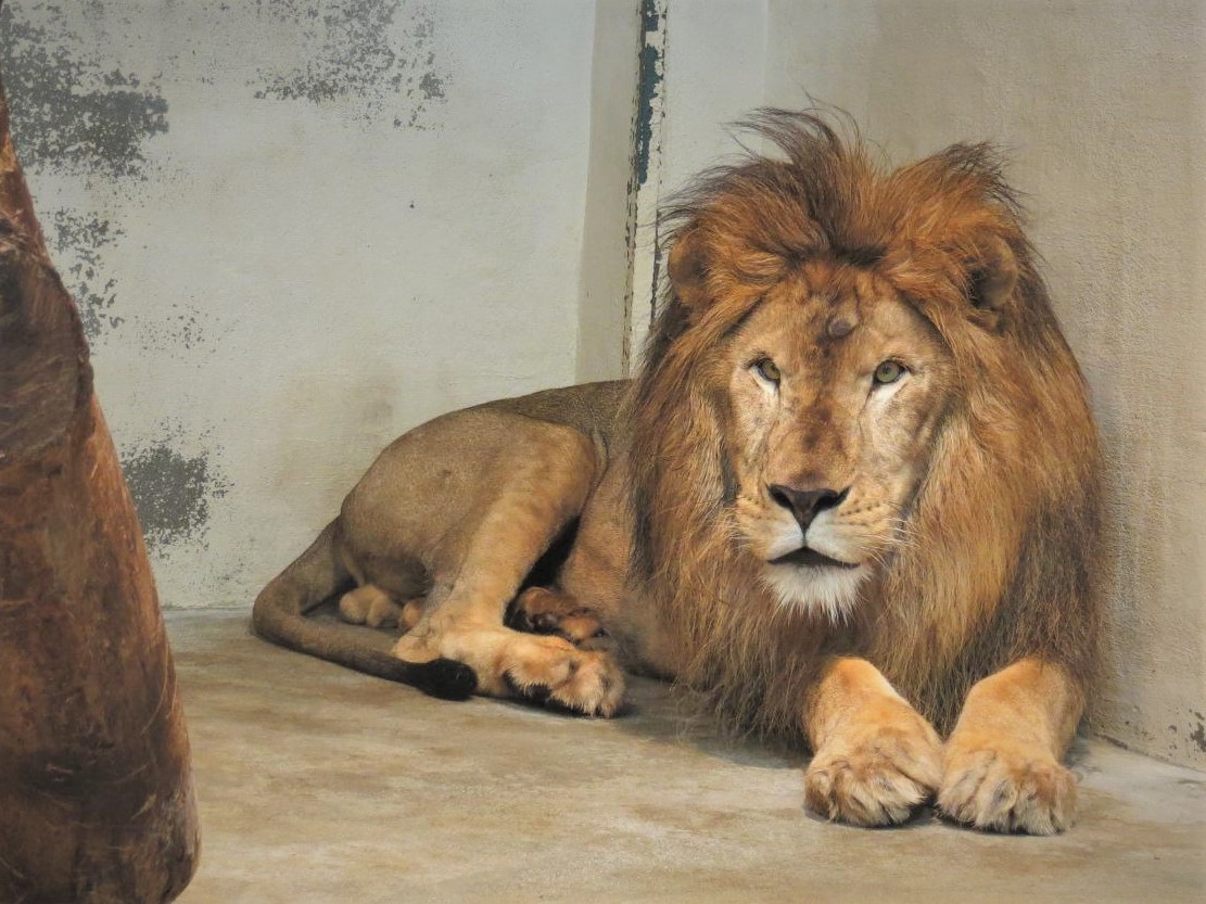 名古屋市東山動植物園 Pa Twitter ライオン舎に念願のエアコン新設 T Co Hq9rsdlexp 東山動植物園 公式ブログ ライオン ソラ 動物園 名古屋 Nagoya