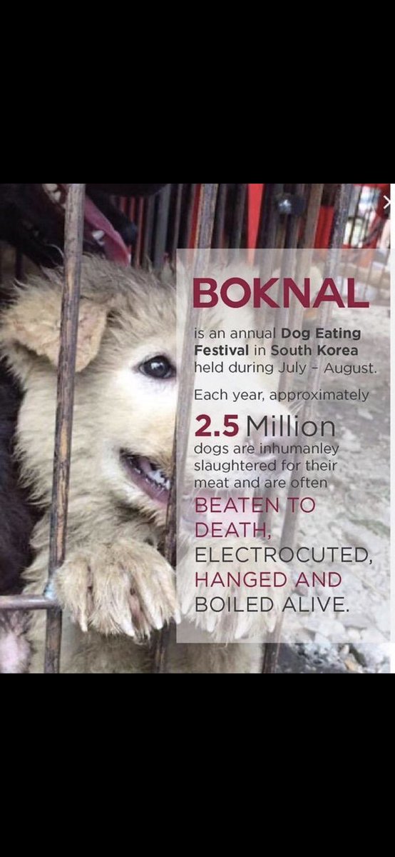Peanutnoir04's tweet photo. OUR LIVES BEGIN TO END THE DAY WE BECOME SILENT ABOUT THINGS THAT MATTER !  PLEASE BE THEIR VOICE 🙏🙏🙏 #StopBoknal #BanBoknal #EndBoknalForever #BOKNAL #SouthKorea #EndDogCatMeatTrade #BoycottSouthKorea #SaveKoreanDogs 🙏🙏🙏 https://t.co/Kl5TXduzhd