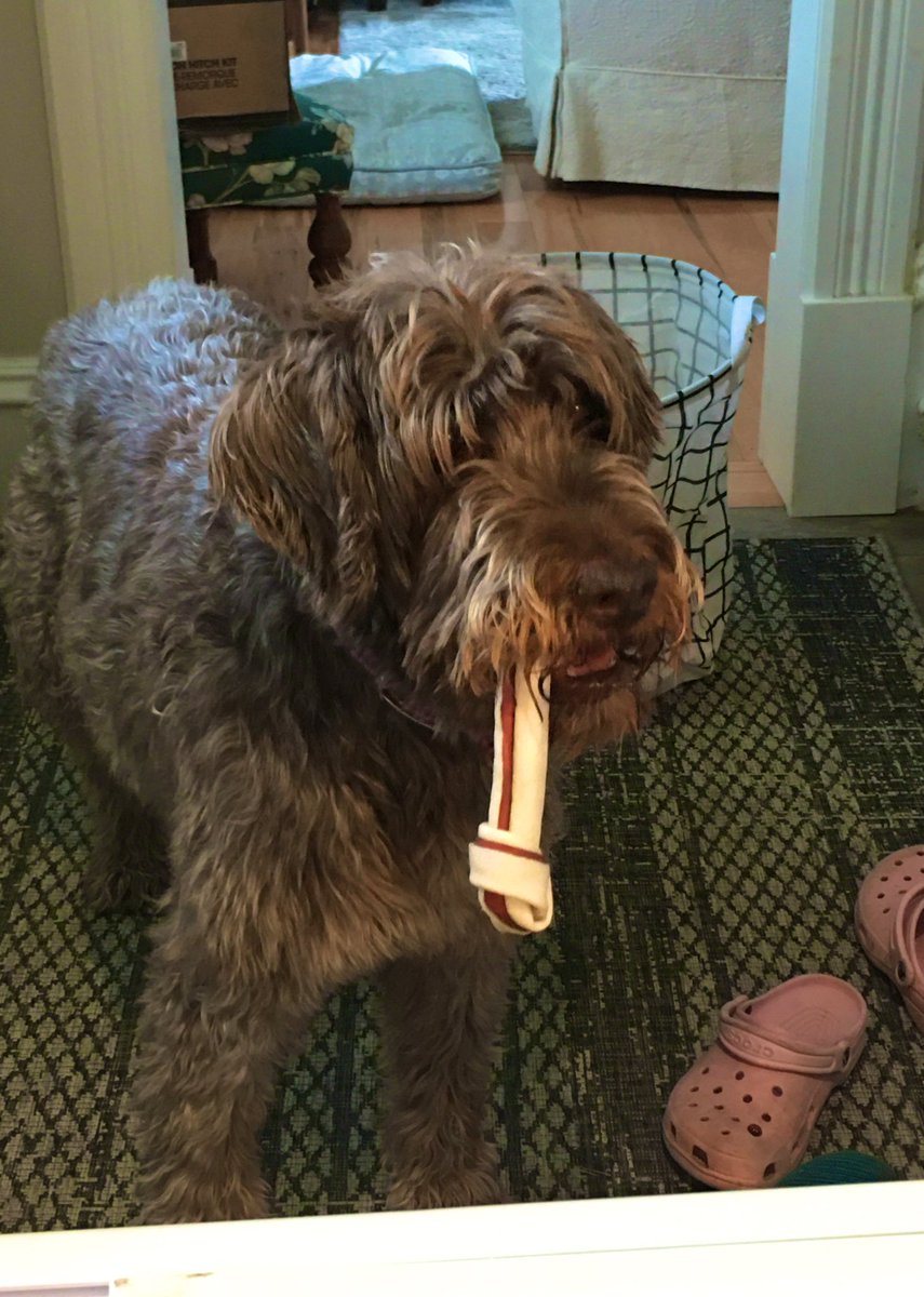 caedjoness's tweet photo. Plz plz plz enjoy these photos of my gorgeous dogs https://t.co/aqpVMpIAPc