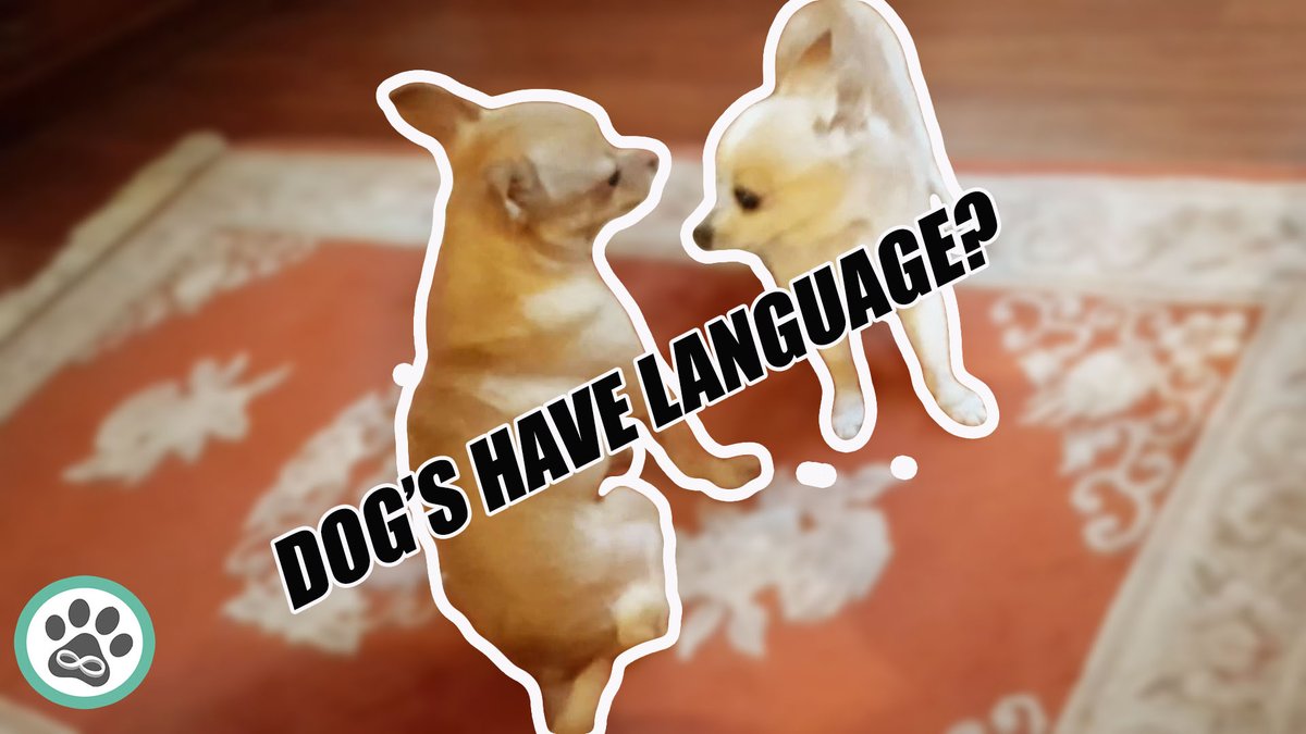 4evaPups's tweet photo. They say that the way dogs play is indication that they have language Come see Minka and Butterz with their language:  https://t.co/SQfVYasc8Q

#dogsoftwitter #dogs #chihuahua #4evapups #dogsofinstagram #mondaythoughts #CutenessOverload #cute #lovedogs https://t.co/WDfcgmns6h
