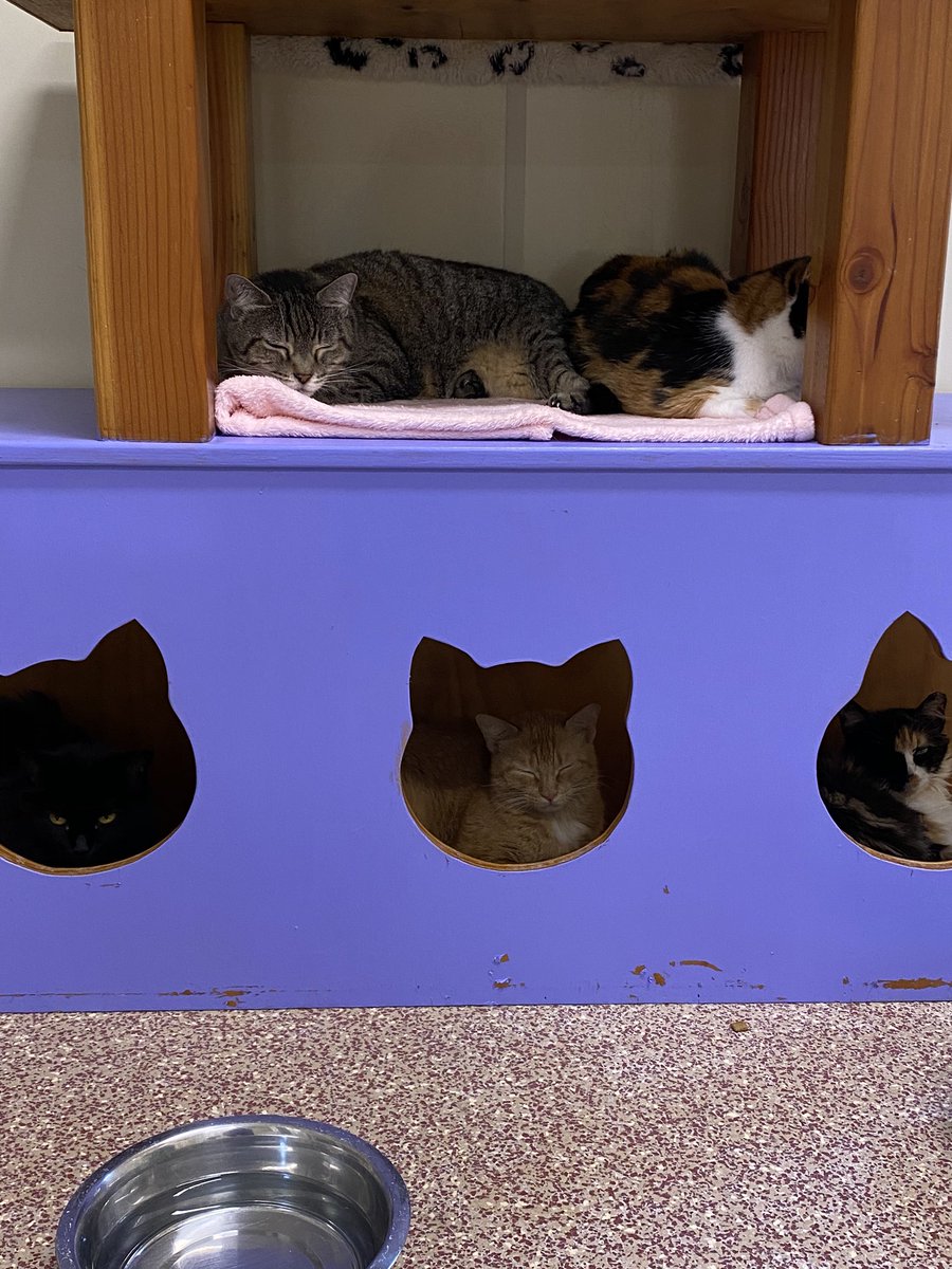 ShadowCatsTexas's tweet photo. Some of our less socialized kitties came in from the heat and are enjoying the AC! Tabby, Heidi, Boo 👀, Catness, and Annie have had it with this #heatwave! #cats #CatsOfTwitter #autumnplease https://t.co/j70PK5BuVt