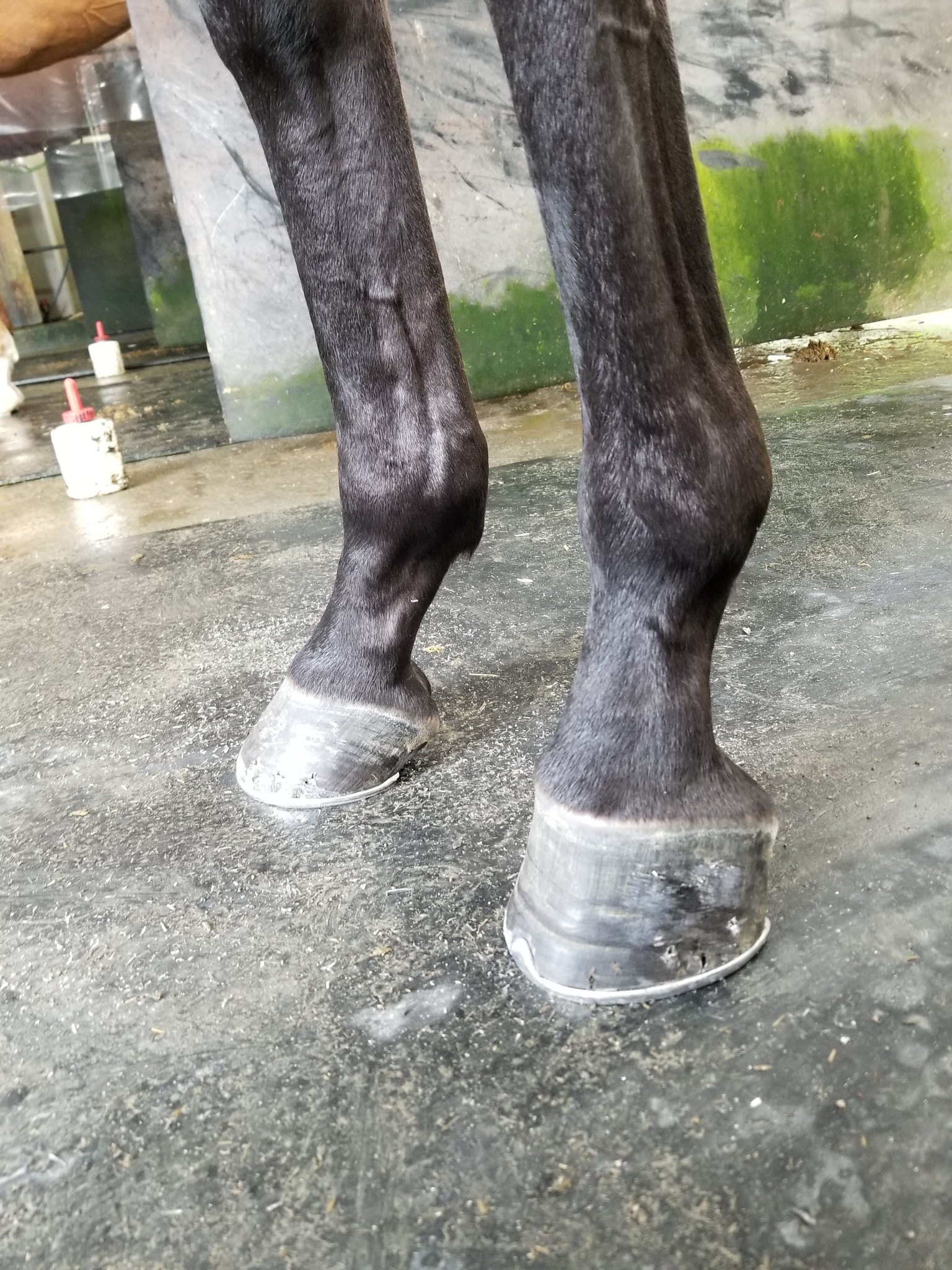 中川智義 در توییتر クラブフット 左前 でも痛みが無ければ走りにも影響はしないし 何ら普通の競走馬と変わらないです 蹄の伸びが良いので修正しやすく 助かってます 蹄鉄を適合するのは大変だけど汗 笑 2戦目