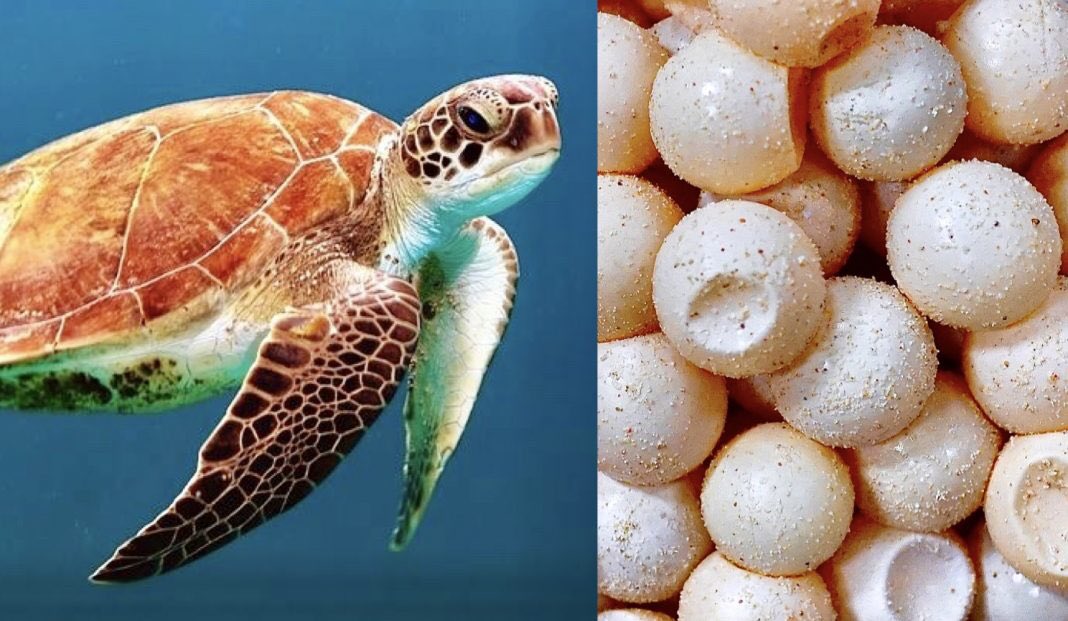 Breaking! Strong Convictions, Arrests, And Heavy Fines Given To Online #SeaTurtle Egg Traffickers In #Sabah, #Malaysia 🐢 

 #StopWildlifeTrade 🙏🐢🚫

READ MORE: 🌍👉 worldanimalnews.com/breaking-stron…