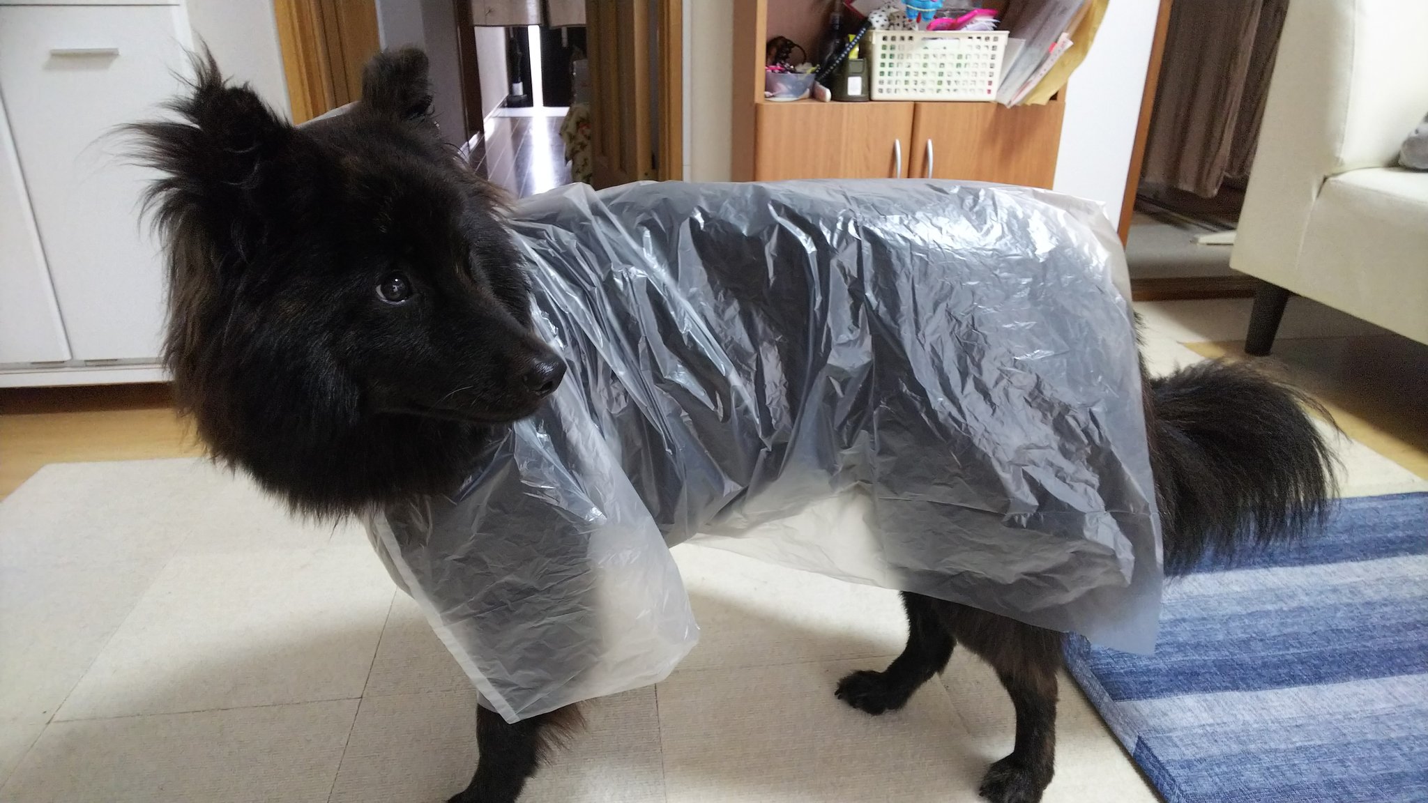甲斐犬 Kai ママ 嘘でしょ それ ゴミ袋だよ 甲斐犬 日本犬 ゴミ袋レインコート ハンドメイド 雨の日散歩 モフ毛 長毛 T Co D1qcjq1gku Twitter