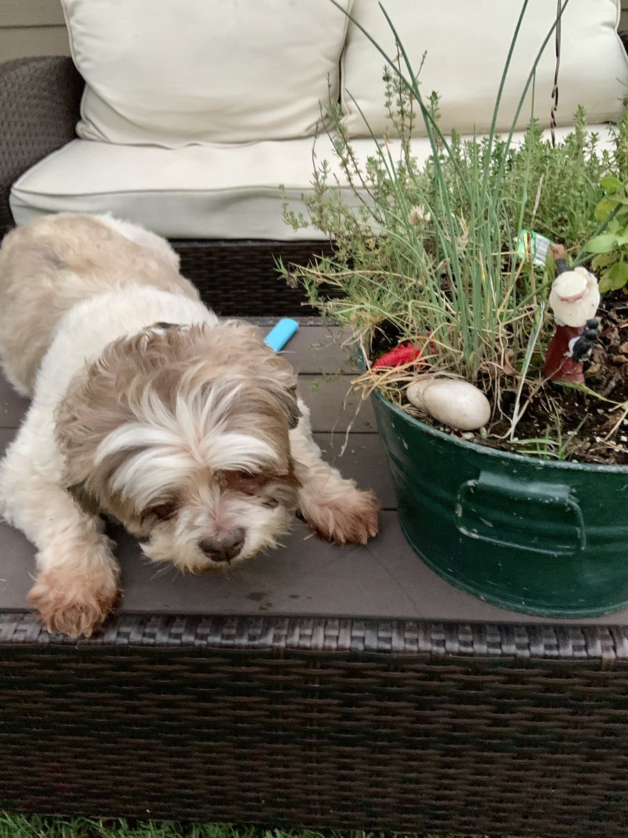 When the electricity goes out on a hot summers night &amp; my Humans make me go outside in the yard with them....ough the fog struggles are real!