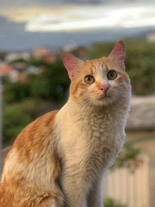 Post de apreciaci&oacute;n de mis tres preciosas bendiciones https://t.co/xTnDBzZfaI<a href="/tag/mianiversariodex"class="tags"><span>#mianiversariodex</span></a>