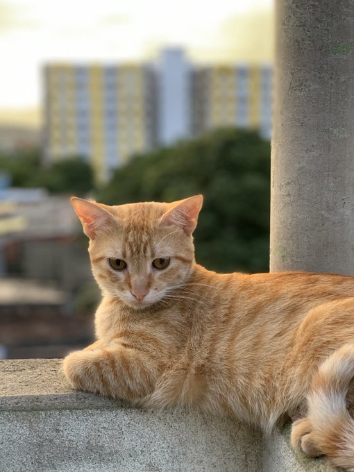 Post de apreciaci&oacute;n de mis tres preciosas bendiciones https://t.co/xTnDBzZfaI<a href="/tag/mianiversariodex"class="tags"><span>#mianiversariodex</span></a>