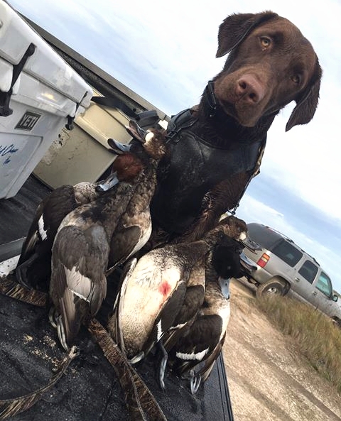 RealtreeDog's tweet photo. 7 months old and killing the game 👊🏼

📷: @rickyblack.lll https://t.co/Xv7gYBVQFY