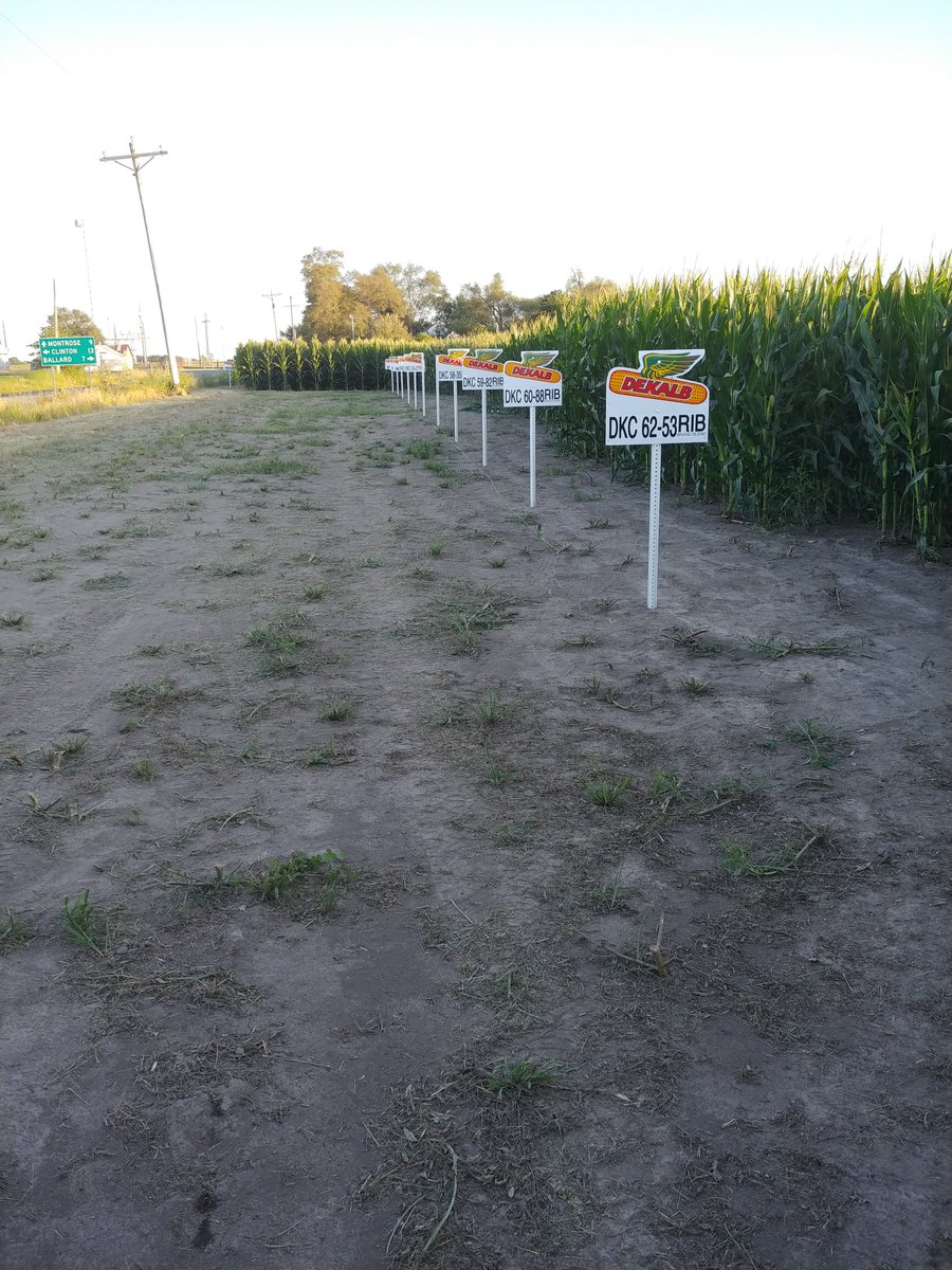 DougWagoner1's tweet photo. Plot # 2 looking good
#Dekalb https://t.co/F8BsvbOB4t