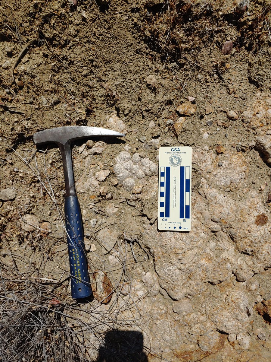 SocalRegionWeb's tweet photo. @callanbentley These stromatolites were up on the #RidgeRoute in the Miocene Ridge Route Formation. https://t.co/0T2E7Ev7Xv