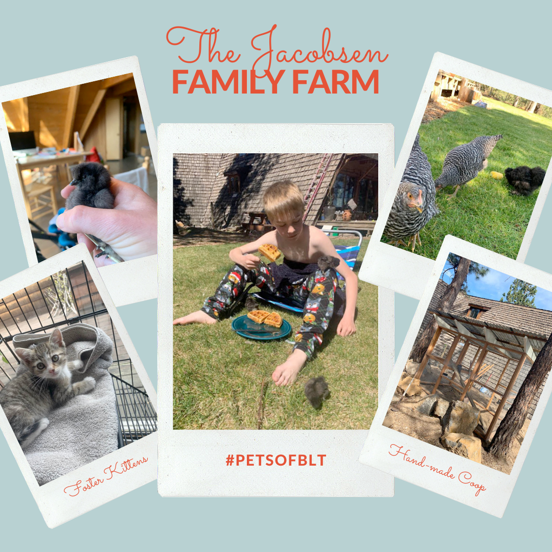 BLT_Recruiting's tweet photo. Say hello to some chickens, foster-kittens, and baby chicks! These furry and feathered friends live with Cynthia Jacobsen and her family in Bend, Oregon. 

Want to see more #PetsofBLT? We'll be posting about our furry friends all month! #WeAreBLT https://t.co/4HFi2xXHdY