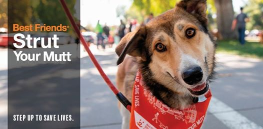 Join our team and start tracking your walks!

Get the app at bestfriends.org/resqwalk then join team "Utah Animal Adoption Center" to get your money donated!

Not able to walk much? You can donate directly here:
facebook.com/donate/2723455… 

#utahanimals #strutyourmutt
