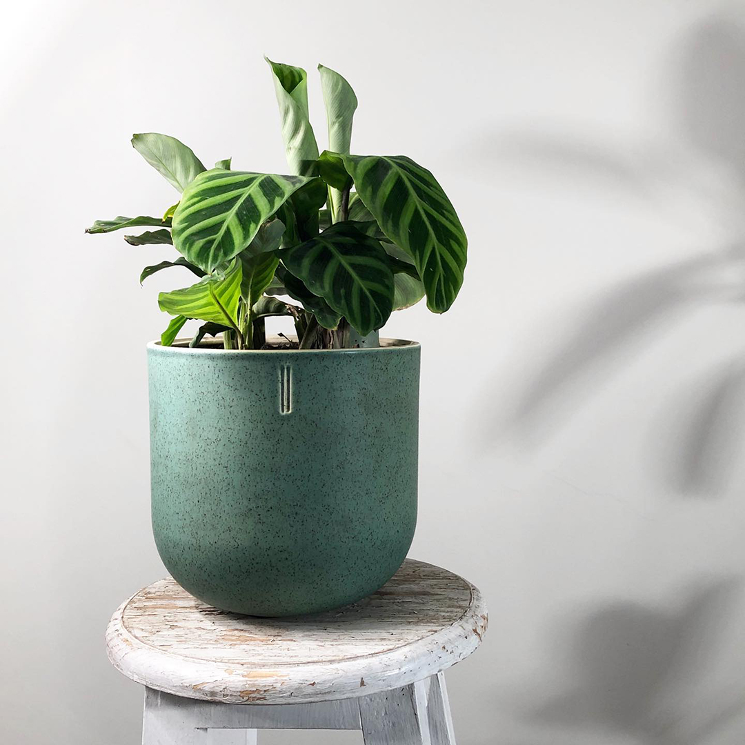 PlataformaLocal's tweet photo. #Lenpo es un #estudiodediseño formado por un equipo fanático de las plantas, de la vida y la tierra.

https://t.co/ia2YXjSFtz

#inspiration #interiordesign #moderndesign #contemporarydesign #interiorimo #diseñointeriores #moderndesign #designerlife #homedecor #interiordesign https://t.co/rBvQI0FCyo