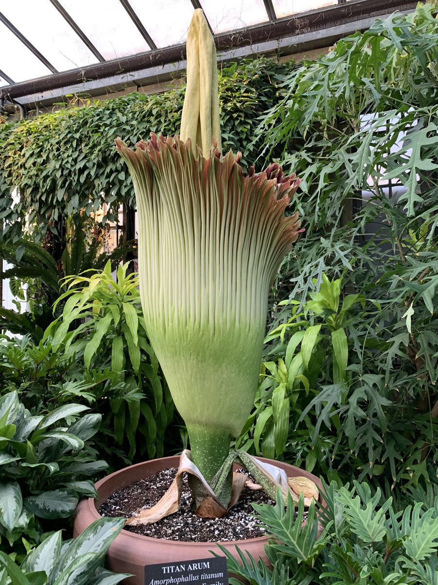 The rare Titan Arum flower ⁦<a href="/longwoodgardens/">Longwood Gardens</a>⁩ is now blooming.  Known as the corpse flower, it only blooms once every four to five years and ⁦<a href="/longwoodgardens/">Longwood Gardens</a>⁩ hasn’t had one bloom since 1961.