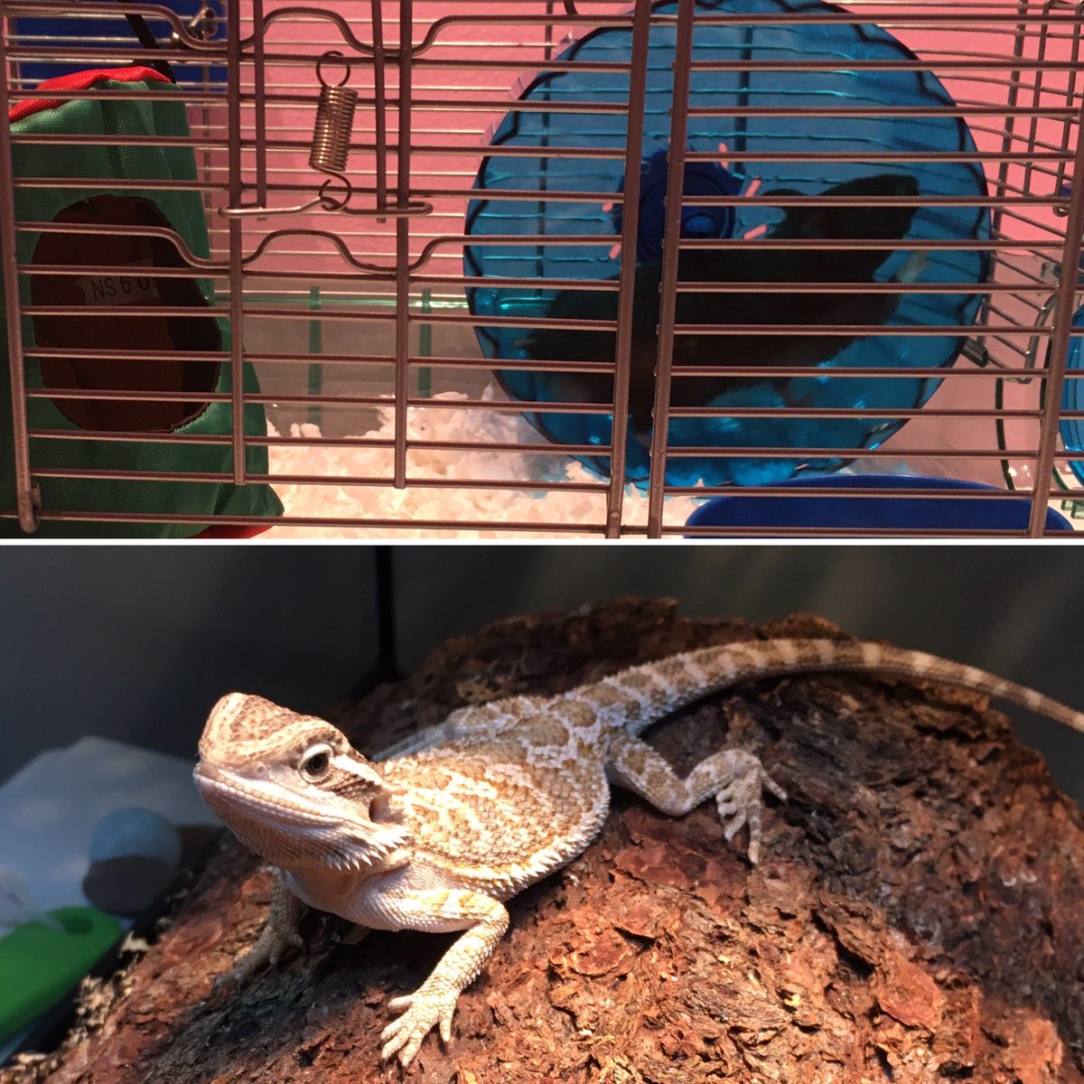 halliesmills's tweet image. We made the kids research and make presentations about what animals they wanted for pets. And prove they were responsible by keeping their rooms clean for a month. They finally got their pets. #hamster #beardeddragon #firstpets
