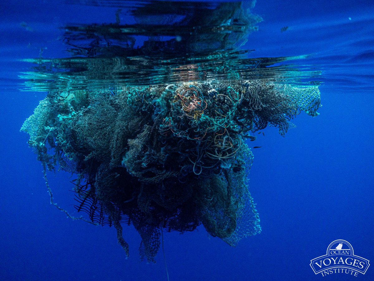 Ocean Voyages Institute tweet media