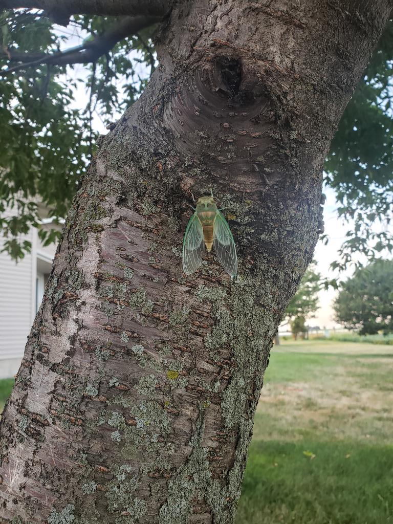 Been hearing these for over a week. So Aug 15th for frost...?