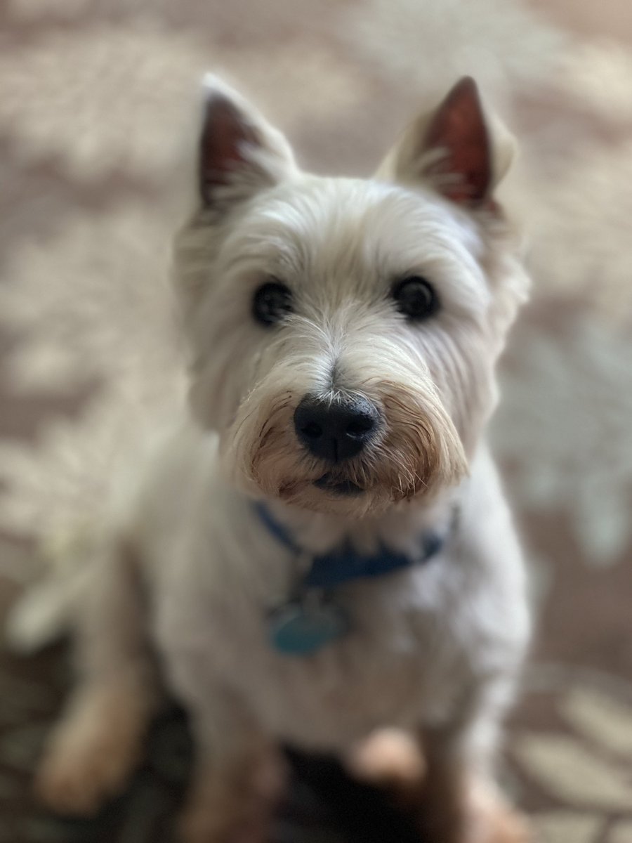 rorythewestie's tweet photo. Hi guys, soz quick update. Iz been at doggie doctors all day, iz got poisoned at da doggie park, mummy and daddy not sure how. Fank you to my doggie doctor for elping me. Iz ok now and home getting cuddles from ewerybudy. Time for snoozies #westie Rory https://t.co/gtBxEdWmcs