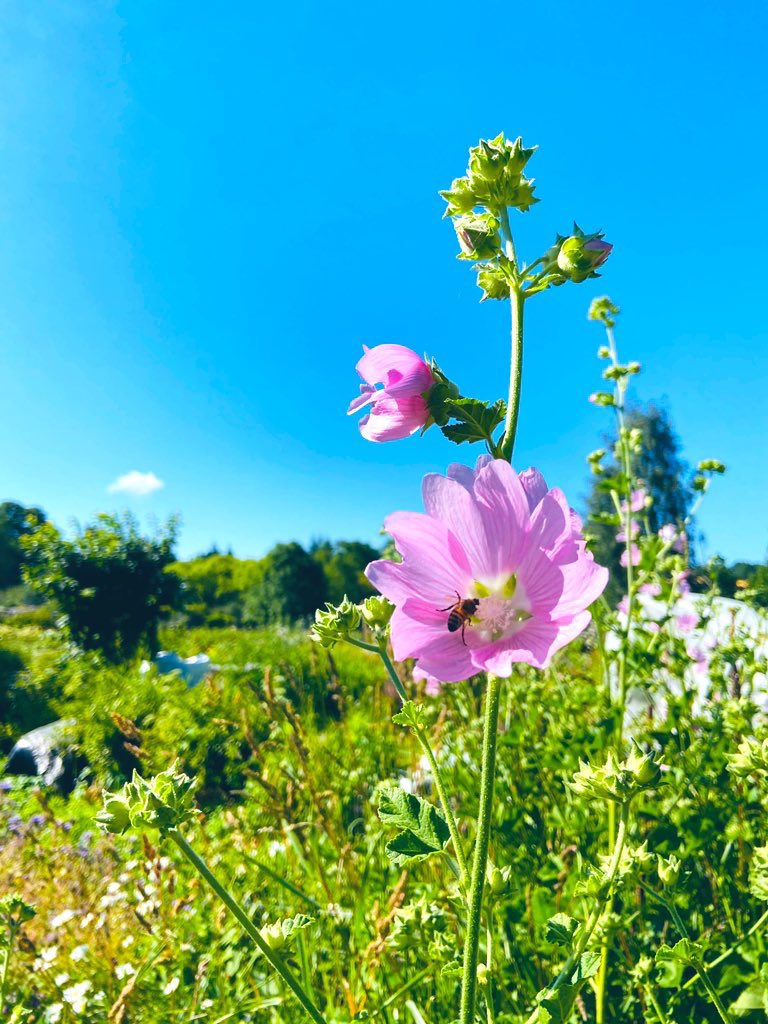 hennanih's tweet photo. Heinäkuun puoliväli ja #viljelyspalsta on mallia boheemi - antaa kaiken kasvaa! #Malvikki eli #poppeliruusu kukkii kauniisti kaiken luonnonmukaisen ja vähän viljellynkin joukossa. 🌸
Heinikossa käy korviahuumaava sirkutus ja suhina. #malva #palstaviljely #kukat #flowers https://t.co/XZQQhvmFTt