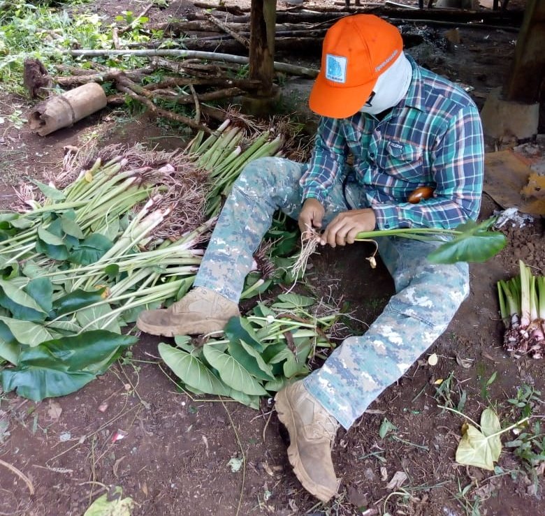 Penangkar_Benih's tweet photo. Selamat siang semua , 

Karena besarnya permintaan online yang menghubungi kami berikut kami umunkan anakan TALAS PRATAMA 

Harga @2500 Rupiah
Jarak Tanam 1 X 1 Meter
Estimasi volume per HA 8000-9000 Pohon . 

Silakan 🙏🙏🙏 https://t.co/KruUZgPmTG