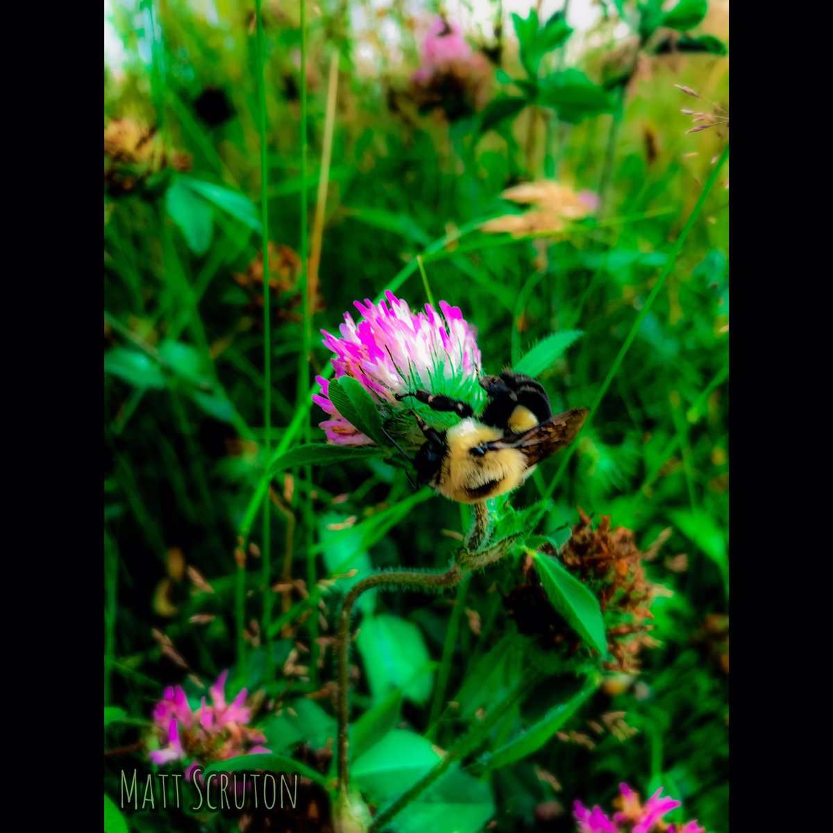 TenRodFarm's tweet image. Pollinators are responsible for assisting over 80% of the world's flowering plants to reproduce according to the U.S. Department of Agriculture.  🐝 🦋 🌸 
#conservation #honeybees #honeybee #bee