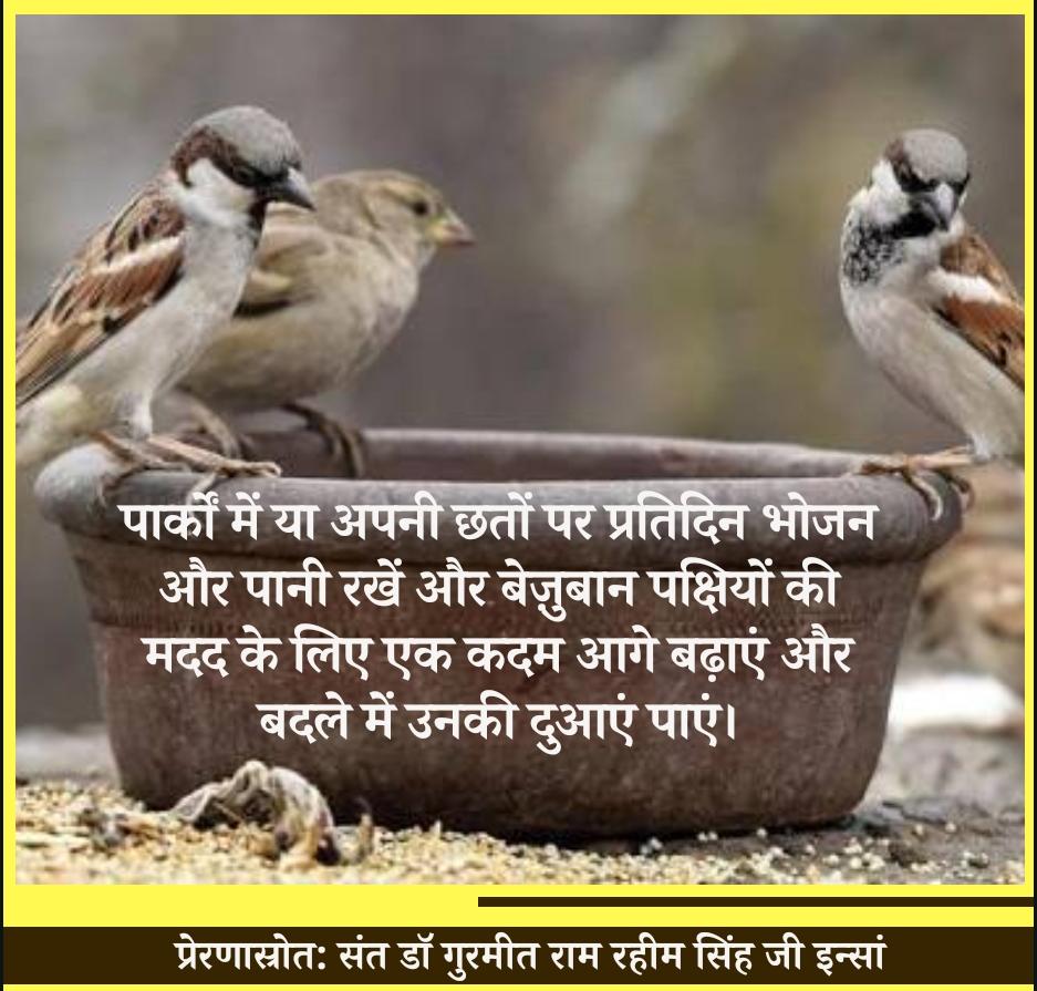 Anchal789's tweet photo. #SaveBirdsServeNature पूरे दिन में बाकी काम काज करते हुए कुछ पल पक्षियों के लिए भी निकालना चाहिए जैसे रोजाना छत पर पक्षियों के के लिए पानी रखना, दाना डालना @derasachasauda के अनुयाई यह कार्य रोजाना करते हैं| https://t.co/78UqcP4dlY