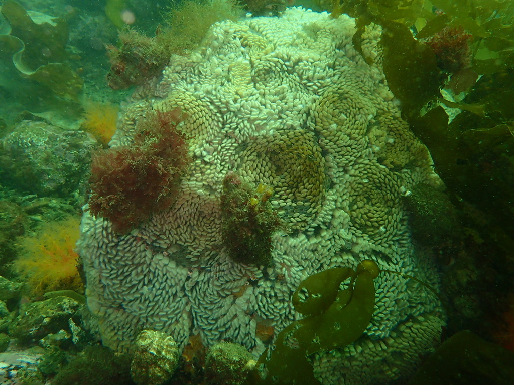 And check out these friends! Many large whelks [Hairy Triton; Fusitriton oregonensis] guarding their egg masses! Careful, looking at the egg spirals might make you dizzy! [first pic]. Some had eggs of their buddies laid on top of them! [second pic] LOL, should we tell them? Nah.