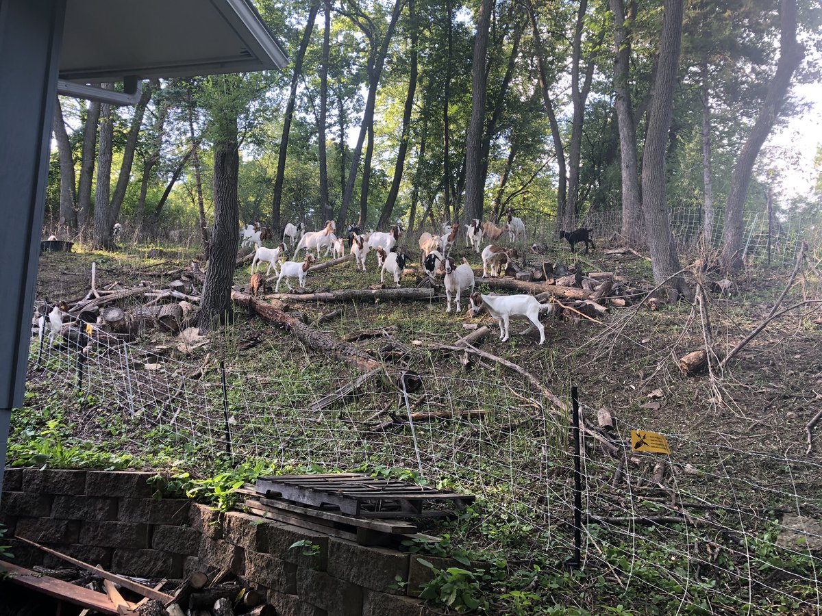 boese_brett's tweet image. My neighbors rented goats to eat their backyard...and it’s kind of awesome? #rochmn