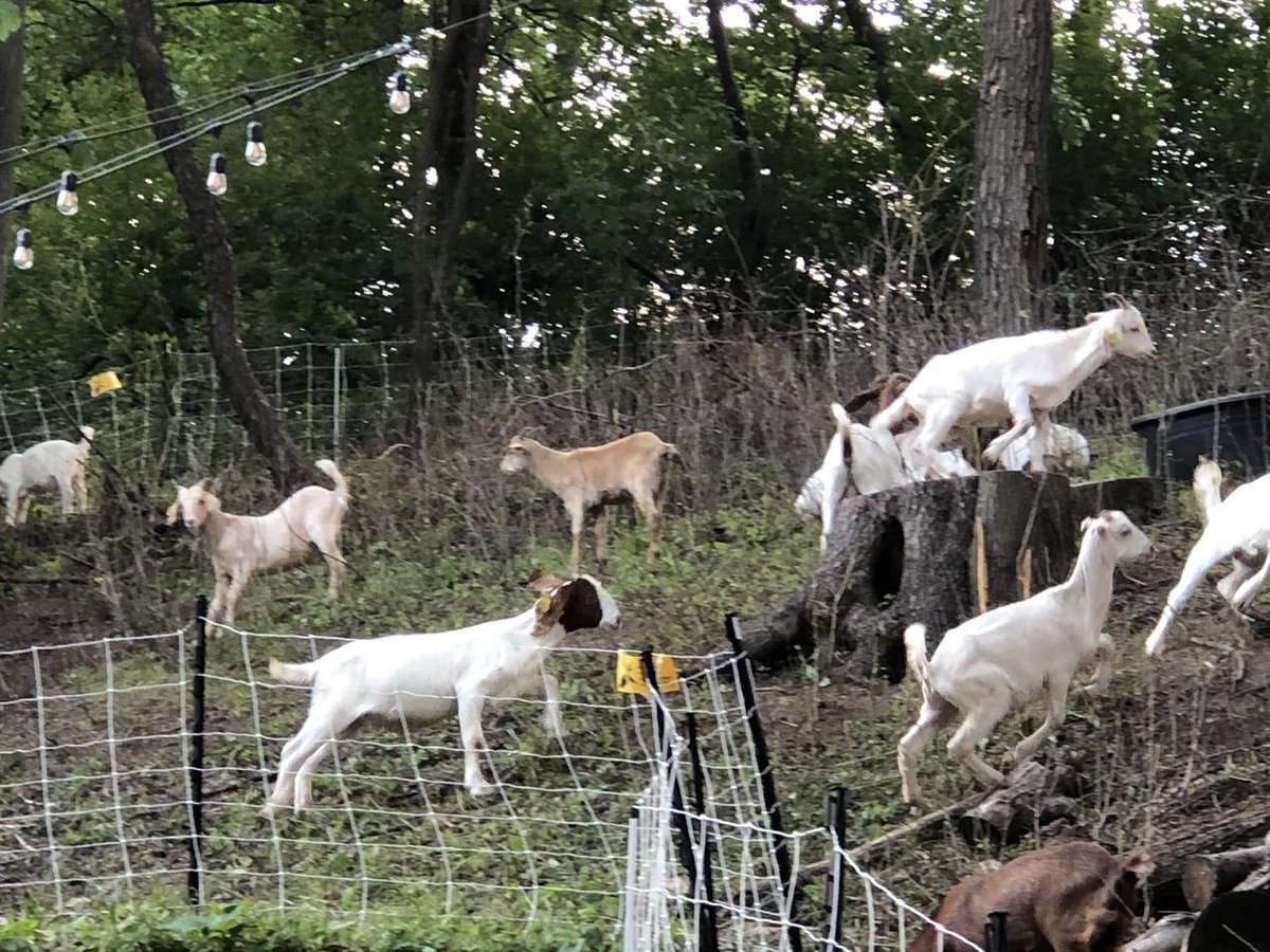 boese_brett's tweet image. My neighbors rented goats to eat their backyard...and it’s kind of awesome? #rochmn