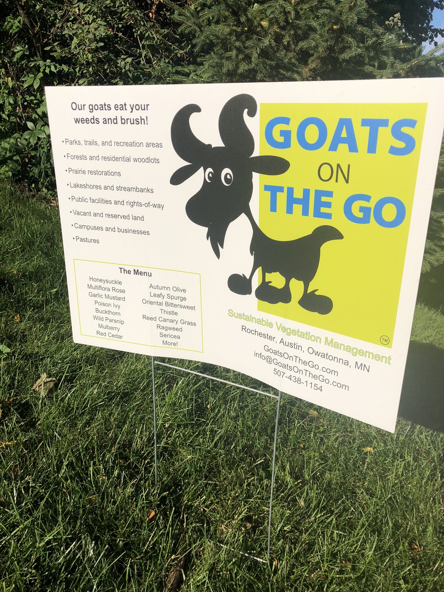 boese_brett's tweet image. My neighbors rented goats to eat their backyard...and it’s kind of awesome? #rochmn