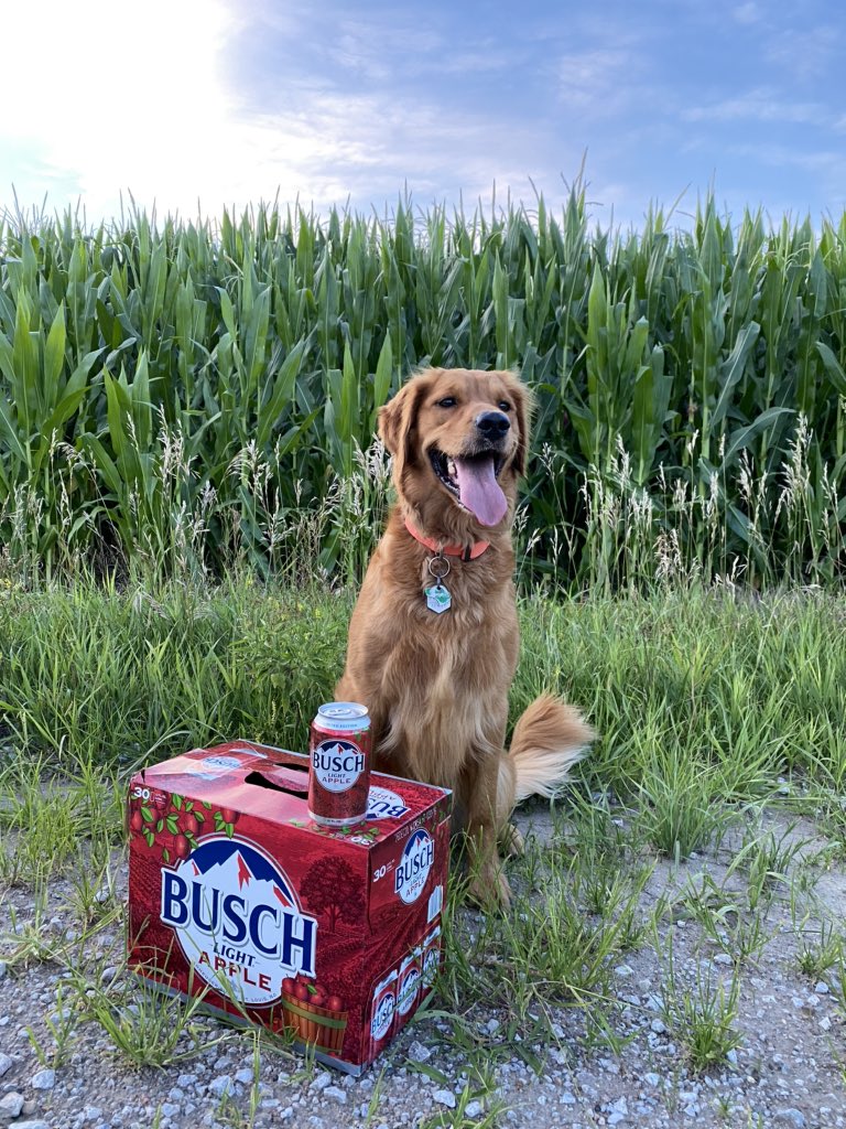 Ian_Johnson11's tweet photo. @BuschBeer https://t.co/KwQMgDtT5e