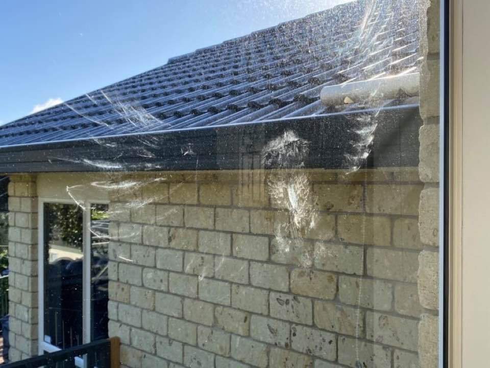 NatSciMassey's tweet photo. Not all Moreporks are graceful. Check out the imprint of a #MoreporkFail one of our colleagues found on her living room window recently!
https://t.co/J6m9ysIgR0 #Ouch #NatureFail https://t.co/tBBO63TOK8