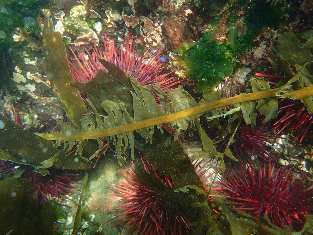 But wait, more exciting companions are lurking! There were some very _girthy_ reef denizens! My patronus in the  #invert realm: the red urchin [Mesocentrotus franciscanus]. Hard to convey the mass of this absolute unit, but see my hand for scale! Most of that is TEST, not spines.