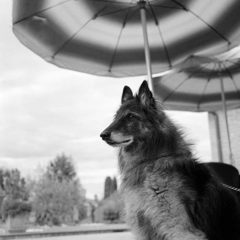 scottmicciche's tweet photo. Vento, aka "rasta-due", cloudy afternoon ... #rolleiflex35f #75mm #planar #ilford #ilfordfilm #hp5plus #fa1027 #med#sixbysix #dogsofinstagram #creti #cortona #toscana #italia #agameoftones #analogvibes #120film #filmforever #agriturismo @villa_rosadeiven… https://t.co/KitJuAWpvO https://t.co/FWZ7Vps7ET
