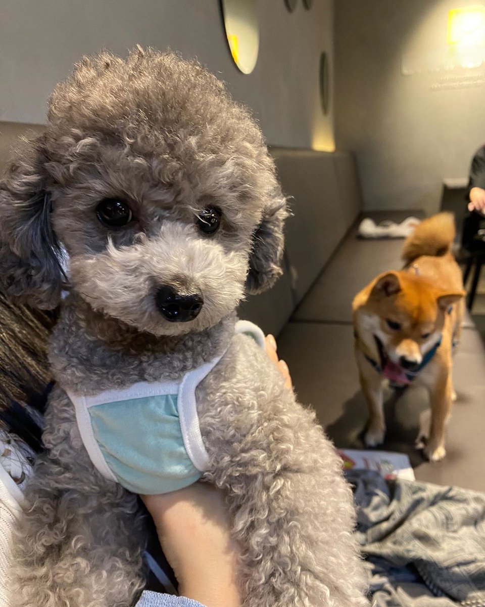 SNSD_0805's tweet photo. 콩빈이는 유빈님 반려견🐶 https://t.co/hEhZNBFNLM