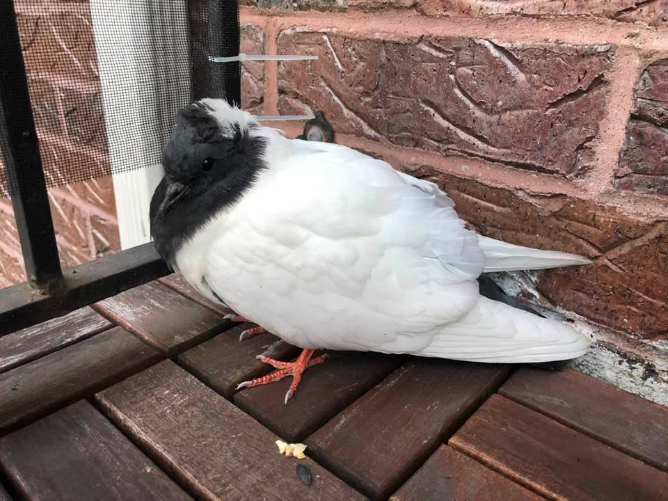 This weekend we found a pigeon in front of our house that was clearly in some kind of distress... it was walking around, but wouldn't scare like a normal pigeon and seemed unable to fly. Closer inspection found a tag on its leg. It's a homing pigeon! We took it in... 1/n