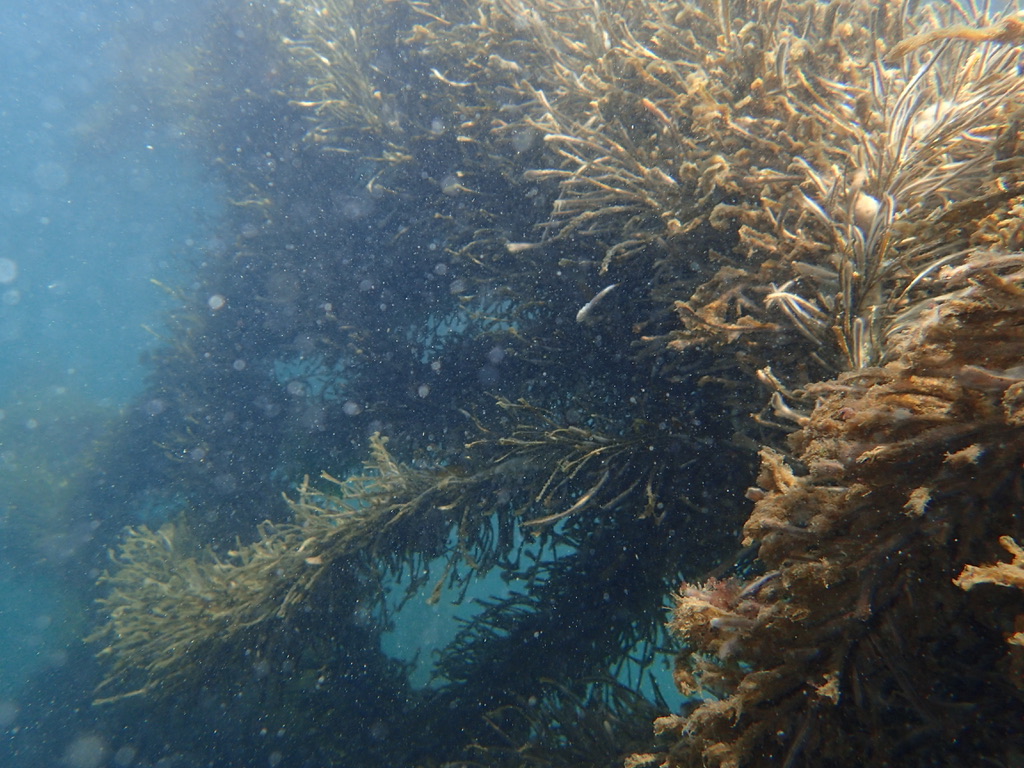 The photo does not do it justice, but to be specific about these bodacious  #kelps, I'd have you know that I ran into the longest feather boa kelp [Egregia menziesii] that I've ever seen, >5 m? Impossible to say without tape. It was a mellow bay and the boa was fouled and brittle.