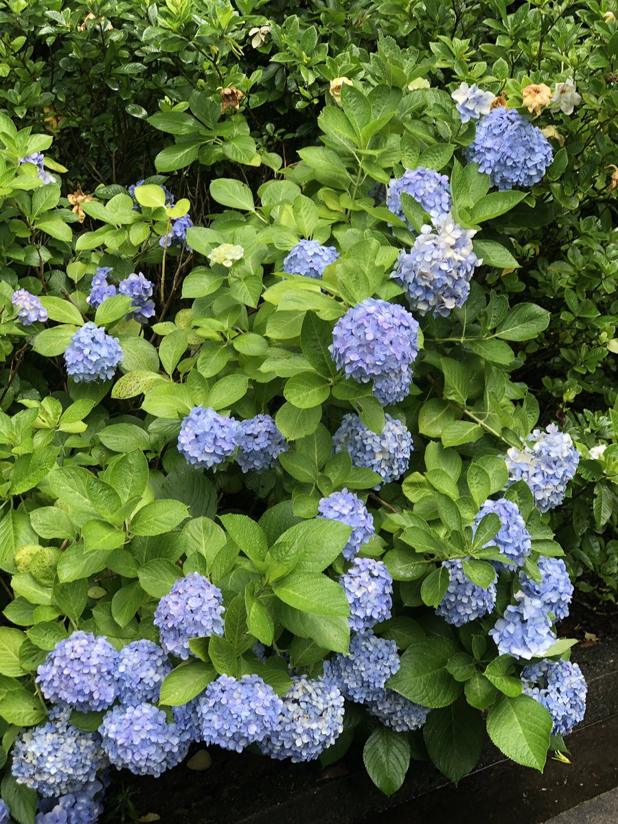 Hiroyukingkong 香川県高松市牟礼八栗寺の紫陽花 アジサイ あじさい 五剣山 四国八十八ヶ所 四国遍路道 年 雨の紫陽花 紫陽花寺 紫陽花好き 花のある暮らし 花のある生活 花大好き 花のある風景 花撮り人 Hiroyukingkong 香川県高松市牟礼八栗寺の紫陽花 アジサイ あじさい 五剣山 四国八十八ヶ所 四国遍路道 年 雨の紫陽花 紫陽花寺 紫陽花好き 花のある暮らし 花のある生活 花大好き 花のある風景 花撮り人