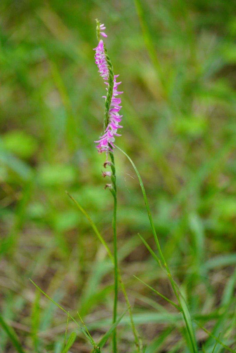 まむそん ネジバナ 捩花 別名 捩摺 もじずり 学名 Spiranthes Sinensis ギリシャ語の Speira 螺旋 らせん Anthos 花 が語源 みちのくの しのぶもじずり 誰ゆえに 乱れむと思ふ 我ならなくに 古今集 河原左大臣 百人一首 T