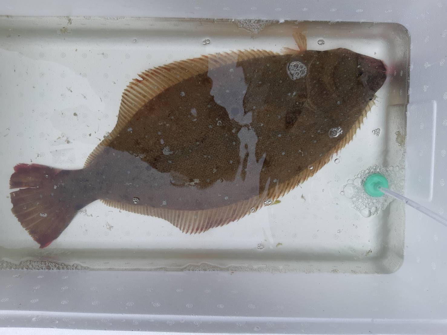 寿司季節料理 しののめ 生簀の中で元気に泳ぐヒラメです 今ならこの活きのいいヒラメを御提供できます ヒラメ 北海道産 生簀 泳ぐ 活きのいい 鮮度抜群 T Co Hv2pbmtxe0 Twitter
