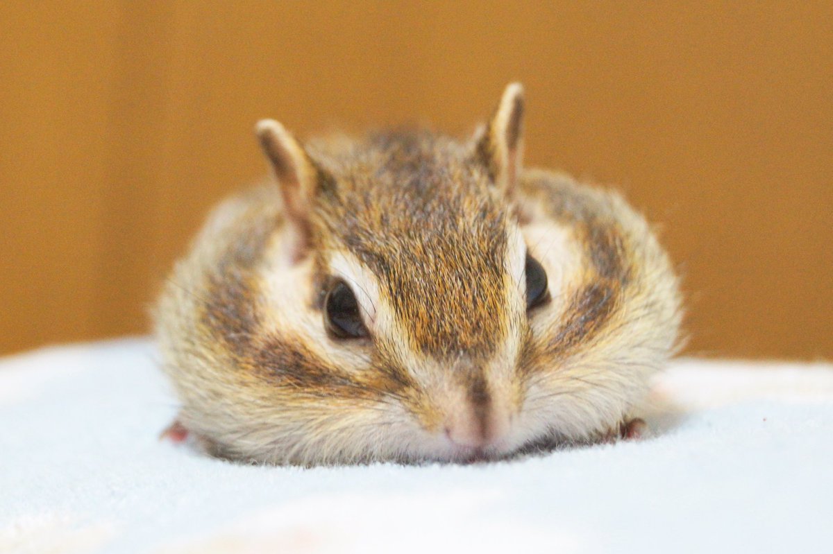 Lils Pancake Jhope T Co Ex3igt7j3z Twitter Lils Pancake Jhope T Co Ex3igt7j3z Twitter