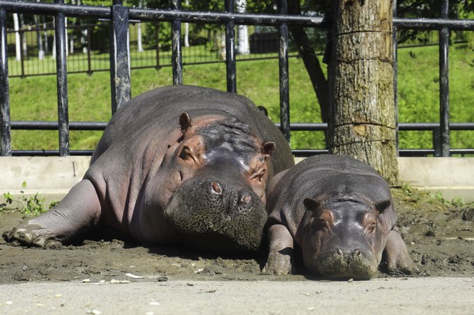 旭川市旭山動物園 公式 さん がハッシュタグ 子育て をつけたツイート一覧 1 Whotwi グラフィカルtwitter分析 旭川市旭山動物園 公式 さん がハッシュタグ 子育て をつけたツイート一覧 1 Whotwi グラフィカルtwitter分析